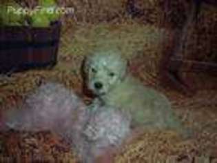 Goldendoodle Puppy for sale in Grants Pass, OR, USA