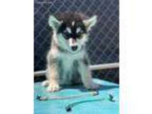 Alaskan Malamute Puppy for sale in Anthony, TX, USA