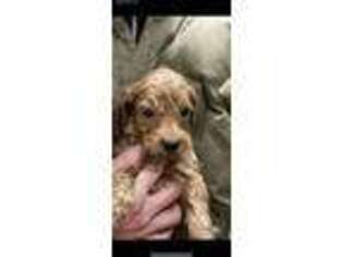 Goldendoodle Puppy for sale in Gallipolis, OH, USA