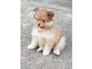 Pomeranian Puppy for sale in Sapulpa, OK, USA