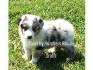 Australian Shepherd Puppy for sale in Brandon, MS, USA