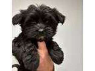 Yorkshire Terrier Puppy for sale in Princeton, KY, USA