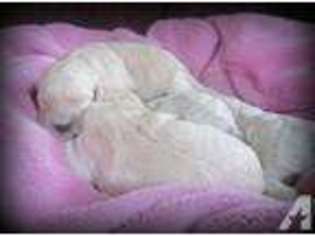 Goldendoodle Puppy for sale in HILLSDALE, MI, USA
