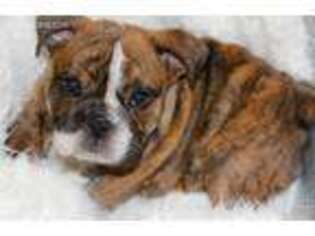 Bulldog Puppy for sale in Lawrence, KS, USA