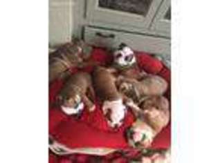 Bulldog Puppy for sale in Asotin, WA, USA