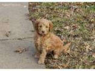 Goldendoodle Puppy for sale in Broken Arrow, OK, USA