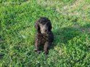 Mutt Puppy for sale in Melbourne, IA, USA