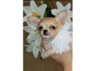 Chihuahua Puppy for sale in Ligonier, IN, USA