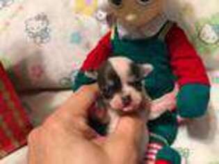 Chihuahua Puppy for sale in Hampton, VA, USA