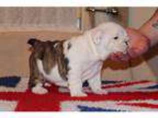 Bulldog Puppy for sale in Sunderland, Tyne and Wear (England), United Kingdom
