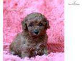 Labradoodle Puppy for sale in Fort Lauderdale, FL, USA