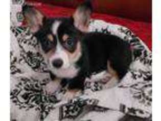 Pembroke Welsh Corgi Puppy for sale in Arlington, TX, USA