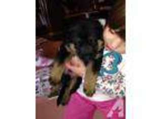Mutt Puppy for sale in DOLGEVILLE, NY, USA