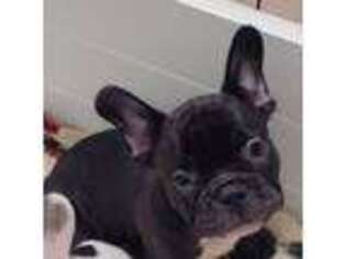 French Bulldog Puppy for sale in Miami, OK, USA