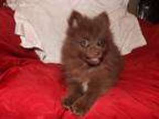 Pomeranian Puppy for sale in Albertville, AL, USA