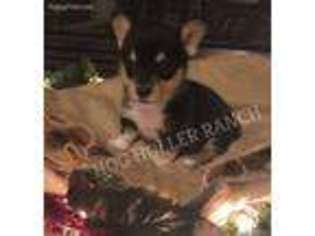 Pembroke Welsh Corgi Puppy for sale in Everton, AR, USA