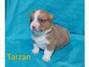 Pembroke Welsh Corgi Puppy for sale in Shady Point, OK, USA