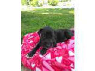 Great Dane Puppy for sale in Kirklin, IN, USA