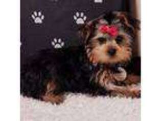 Yorkshire Terrier Puppy for sale in Clarksville, AR, USA