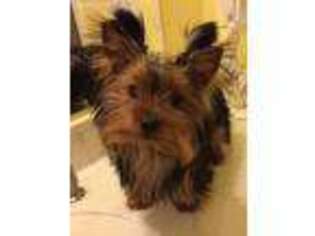 Yorkshire Terrier Puppy for sale in Pontotoc, MS, USA