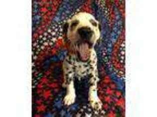 Dalmatian Puppy for sale in Valley Grove, WV, USA