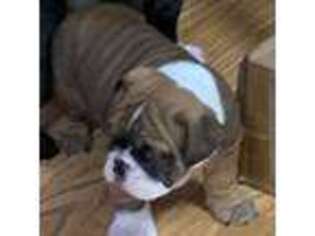 Bulldog Puppy for sale in Ada, OK, USA