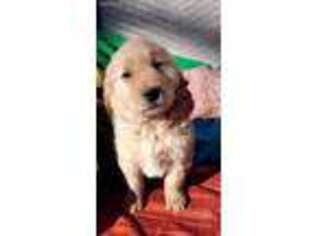 Golden Retriever Puppy for sale in Aurora, MO, USA