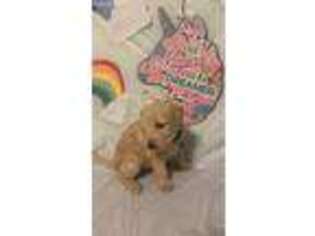 Labradoodle Puppy for sale in Hyattsville, MD, USA