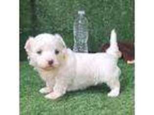 Maltese Puppy for sale in Aurora, MO, USA