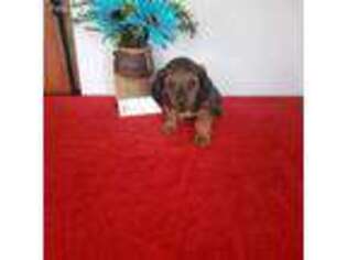 Dachshund Puppy for sale in Roslyn Heights, NY, USA