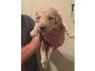 Goldendoodle Puppy for sale in East Bernard, TX, USA