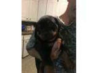 Rottweiler Puppy for sale in Cheraw, SC, USA