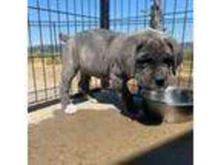 Cane Corso Puppy for sale in Coarsegold, CA, USA