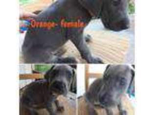 Great Dane Puppy for sale in Sayre, OK, USA