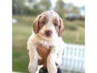 Goldendoodle Puppy for sale in Harrodsburg, KY, USA