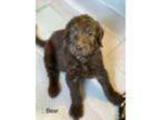 Labradoodle Puppy for sale in Morganton, NC, USA