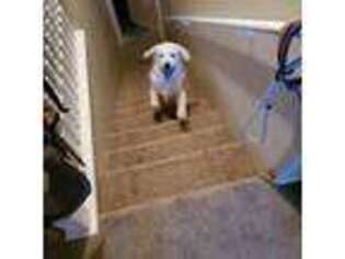 Mutt Puppy for sale in Woods Cross, UT, USA