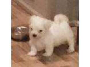 Maltese Puppy for sale in Miami, FL, USA