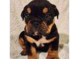 Bulldog Puppy for sale in Bellingham, WA, USA