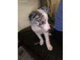 Border Collie Puppy for sale in New Orleans, LA, USA