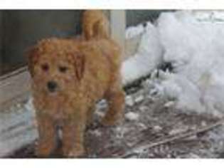 Goldendoodle Puppy for sale in Philadelphia, PA, USA