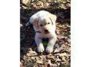 Labrador Retriever Puppy for sale in Bourbon, MO, USA