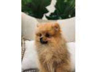 Pomeranian Puppy for sale in Greenville, SC, USA