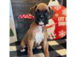 Boxer Puppy for sale in Monee, IL, USA