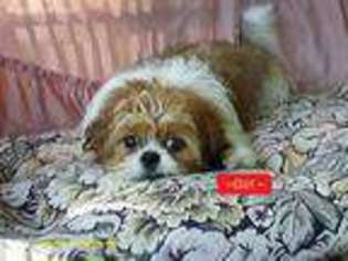 Mutt Puppy for sale in Hanover, VA, USA