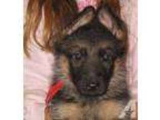 German Shepherd Dog Puppy for sale in COLVILLE, WA, USA
