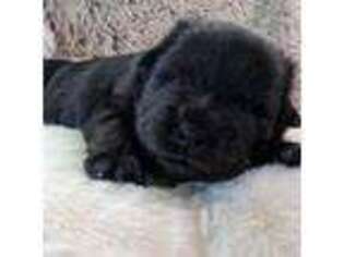 Chow Chow Puppy for sale in Nampa, ID, USA