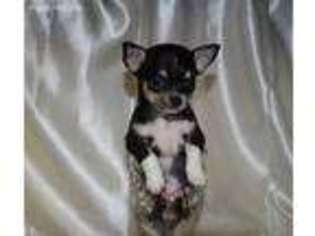 Chihuahua Puppy for sale in Goldsboro, NC, USA