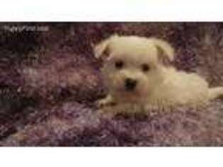 Maltese Puppy for sale in Plymouth, IL, USA