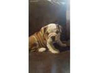 Bulldog Puppy for sale in Somerset, KY, USA